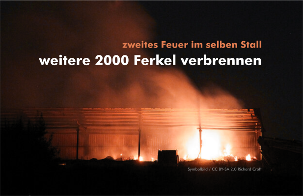 erneuter Stallbrand in Emsländer Schweinezucht: 2000 Tote - erneuter Brand in Schweinezucht: 2000 Ferkel verbrennen