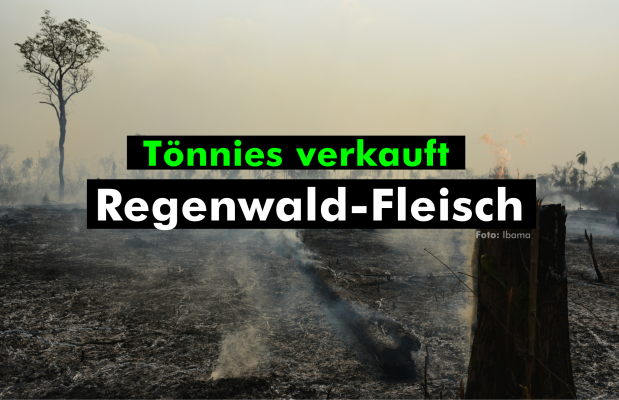 deutsche Konzerne importieren Fleisch aus illegal abgeholztem Regenwald - deutsche Konzerne importieren Fleisch aus illegal abgeholztem Regenwald