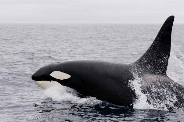Orcas versenken Yachten - 