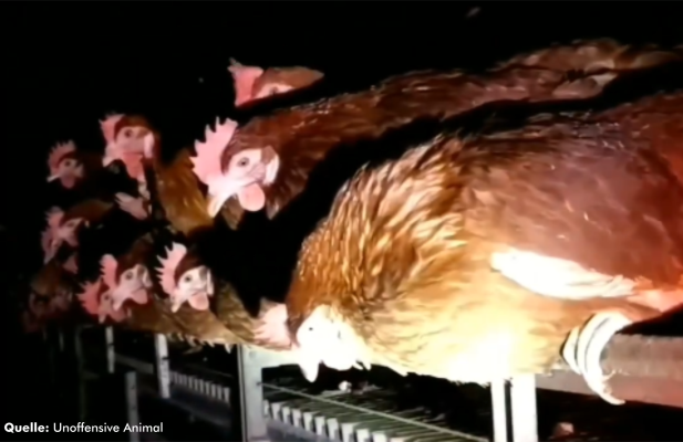 UK: 20 Hennen aus Massentierhaltung befreit - UK: 20 Hennen aus Massentierhaltung befreit