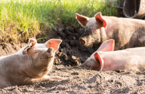 Empathieforschung: Schweine befreien Schweine - Empathieforschung: Schweine befreien Schweine