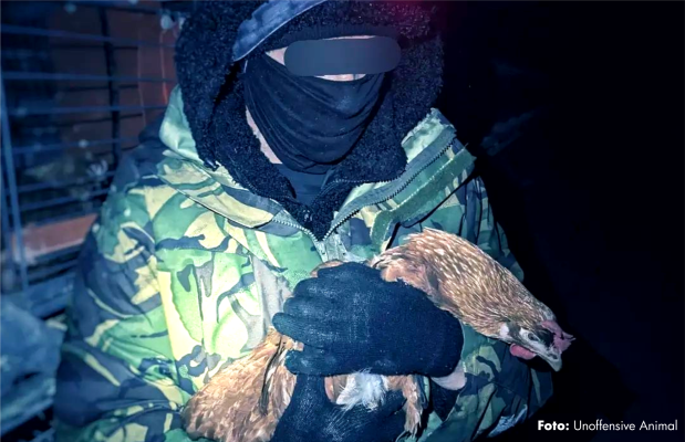 10 Hühner aus Legebatterie befreit - 10 Hühner aus Legebatterie befreit