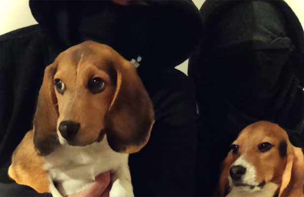 2 Beagles aus Zuchtfarm für Tierversuche befreit - 2 Beagles aus Zuchtfarm für Tierversuche befreit