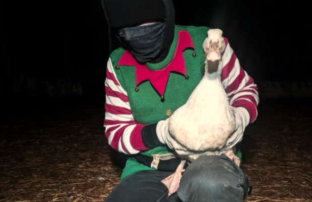 Weihnachtselfen befreien Truthühner - Weihnachtselfen befreien Truthühner