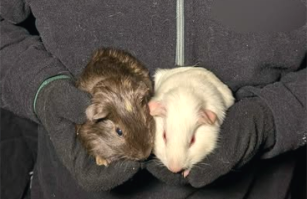 Meerschweinchen aus Zuchthaltung gerettet - Meerschweinchen aus Zuchthaltung gerettet