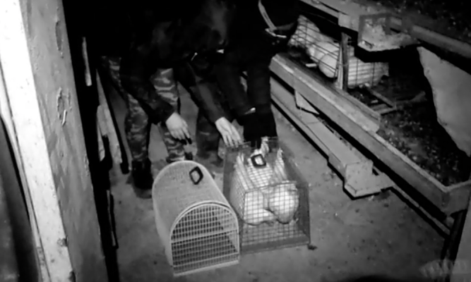 Italien: 40 Hennen befreit - 