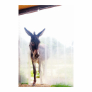 Solidarity Photo Book: Animal Portraits “Eutopia”
