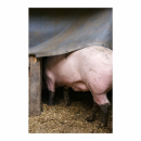 Soli-Fotoband: Tierportraits “Eutopia”