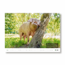Tiere einfach leben lassen - Wandkalender 2026