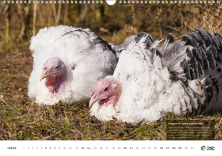Tiere einfach leben lassen - Wandkalender 2027