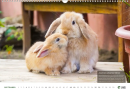Tiere einfach leben lassen - Wandkalender 2027