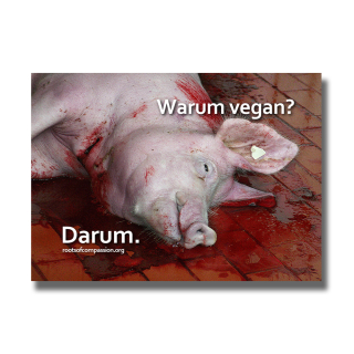Warum vegan? Darum. (Pig)  - Sticker (10x)