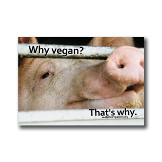 Why vegan? Thats why. (Pig) - Sticker (10x)