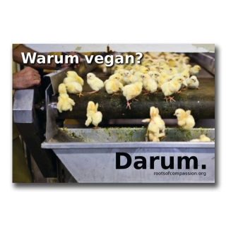 Warum vegan? Darum. (Küken) - Sticker (10x)