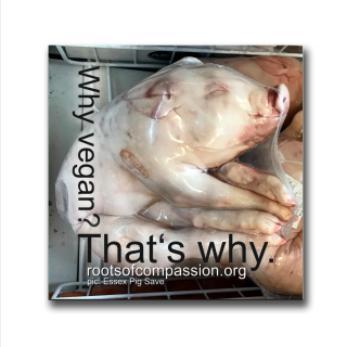 Why vegan? Thats why. (piglet) - Sticker (10x)